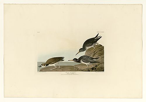 Purple Sandpiper