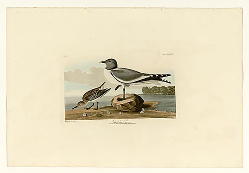 Sabine's Gull; Sanderling