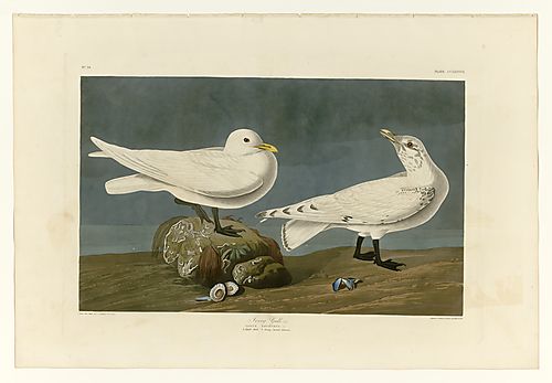 Ivory Gull