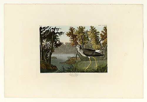 Lesser Yellowlegs