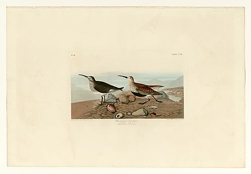 Dunlin