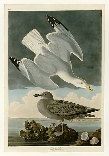 Herring Gull