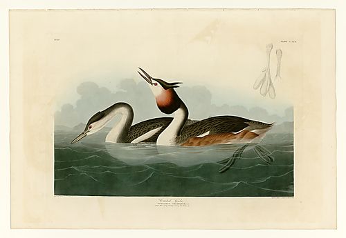 Great Crested Grebe