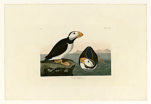 Horned Puffin