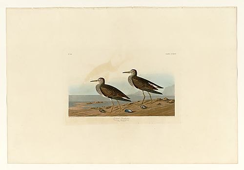 Pectoral Sandpiper