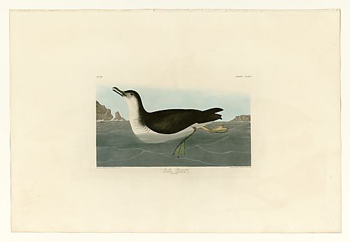 Manx Shearwater