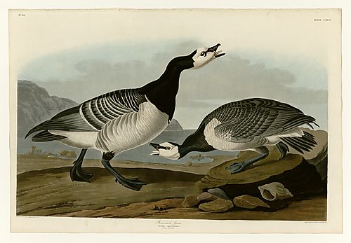 Barnacle Goose