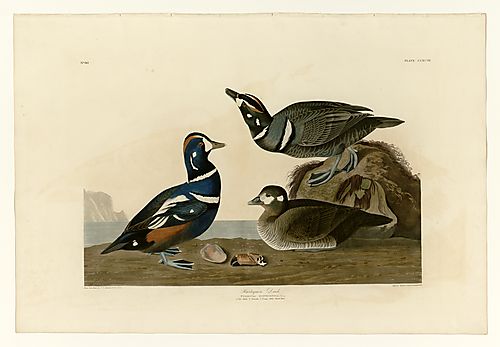 Harlequin Duck