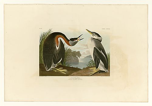Red-necked Grebe