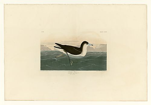 Audubon's Shearwater