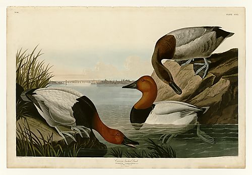Canvasback