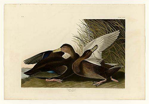 American Black Duck