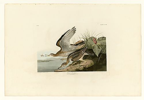 Upland Sandpiper or Upland Plover