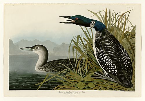 Common Loon