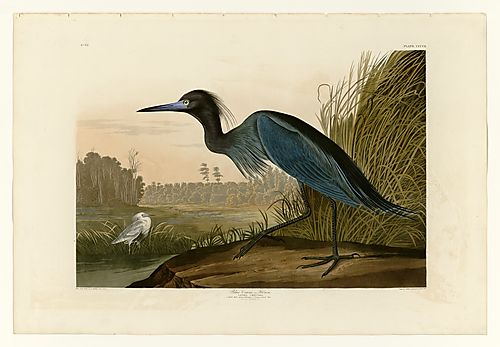 Little Blue Heron