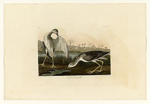 Greater Yellowlegs