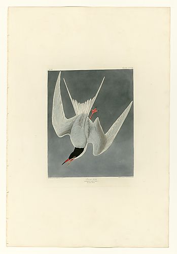 Common Tern