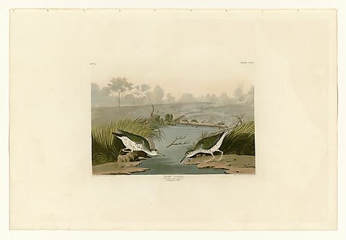 Spotted Sandpiper