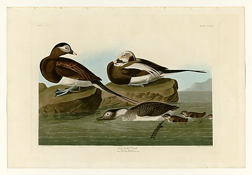 Oldsquaw