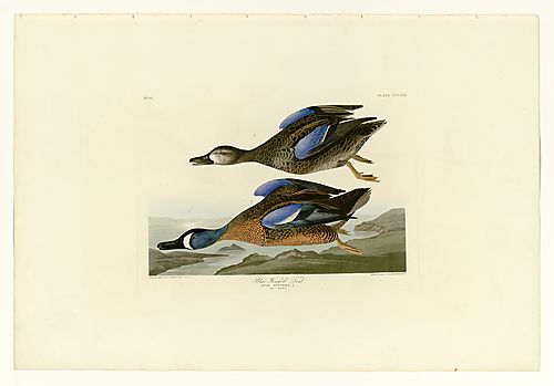 Blue-Winged Teal