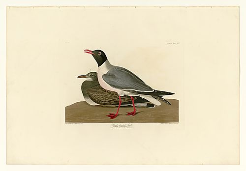 Laughing Gull