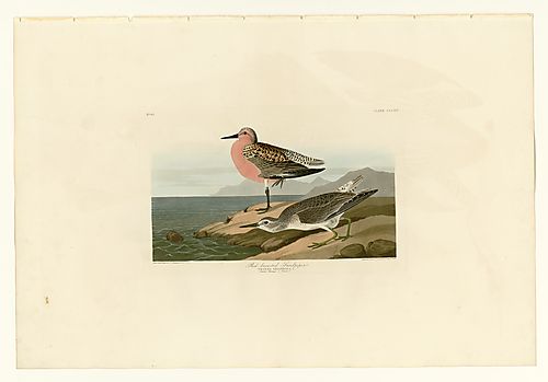 Red Knot