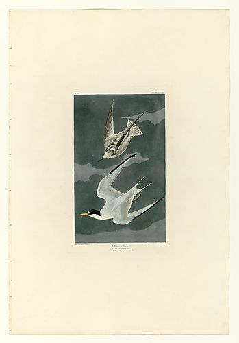 Least Tern