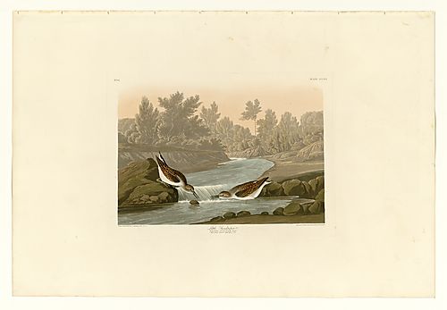 Least Sandpiper