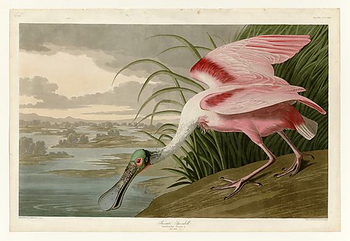 Roseate Spoonbill