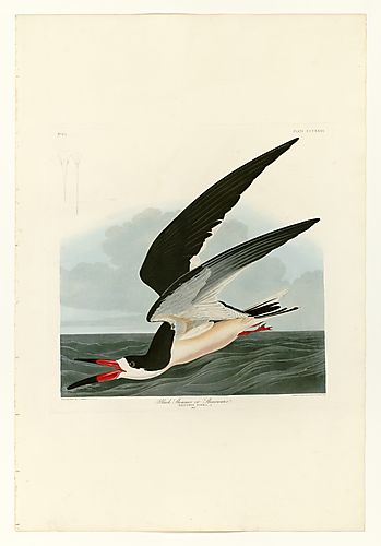 Black Skimmer or Shearwater