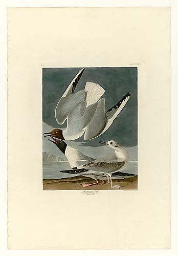 Bonaparte's Gull