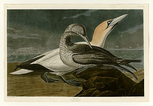 Northern Gannet