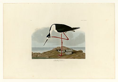 Black-necked Stilt