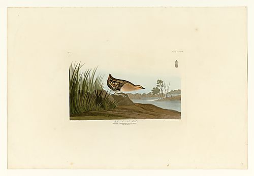 Yellow Rail