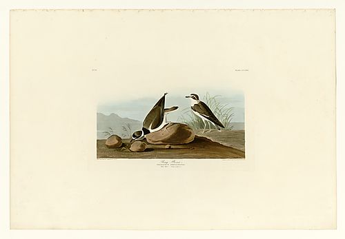 Semipalmated Plover