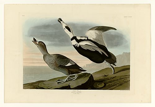 Labrador Duck