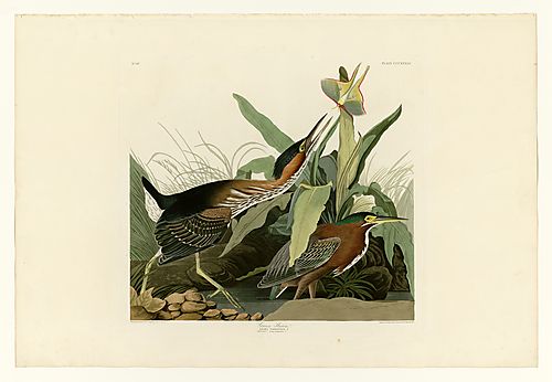 Green-backed Heron