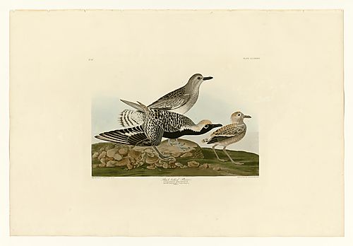 Black-bellied Plover