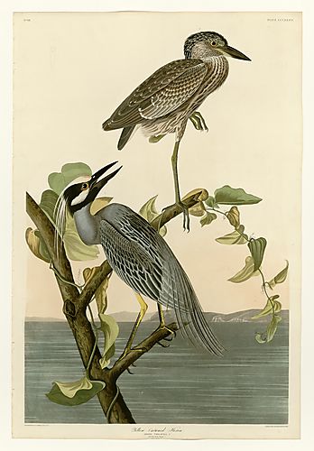 Yellow-crowned Night-Heron