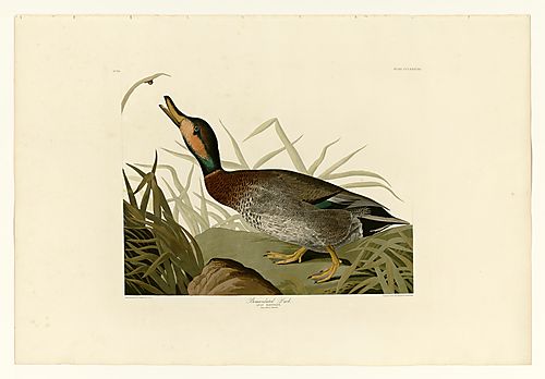 Hybrid Duck Mallard x Gadwall
