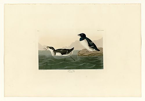 Dovekie