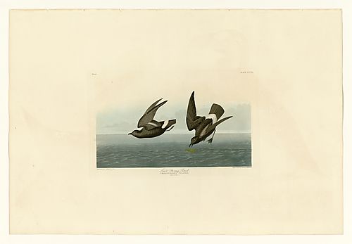 European Storm-Petrel or British Storm-Petrel