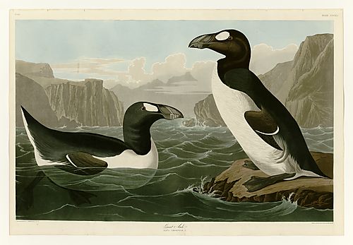 Great Auk