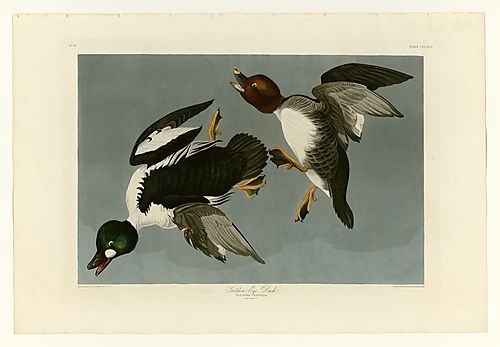 Common Goldeneye