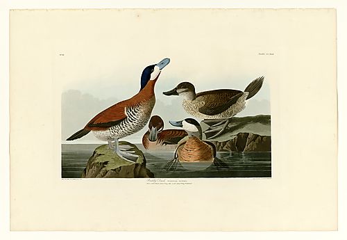 Ruddy Duck