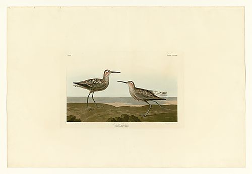 Stilt Sandpiper