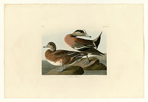American Widgeon