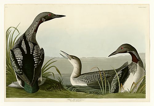 Arctic Loon