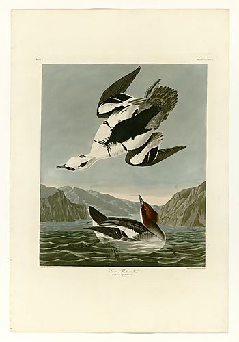 Smew or White Nun