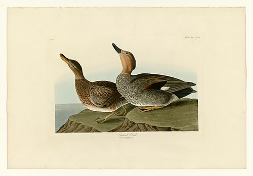 Gadwall Duck